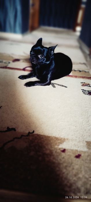 Вязка Чихуахуа кабель 4 года