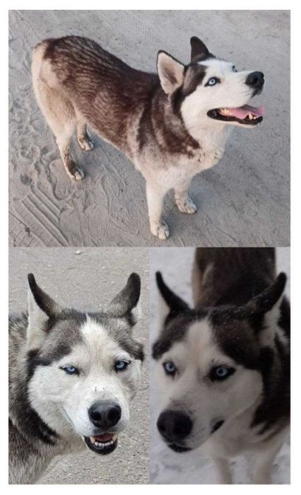 Ищет семью дом хаски мальчик кобель молодой харьков бесплатно