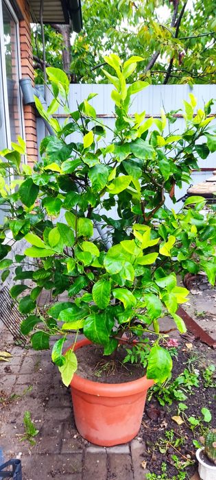 Великий лимон з плодами