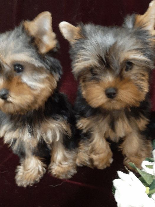 Мальчишечка шалун йоркширского терьера