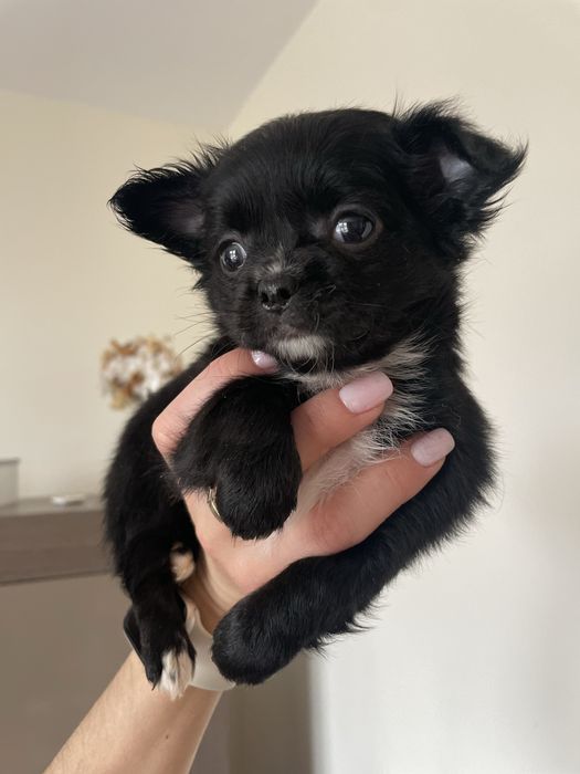 Chihuahua    **śliczna**malutka**dziewczynka**