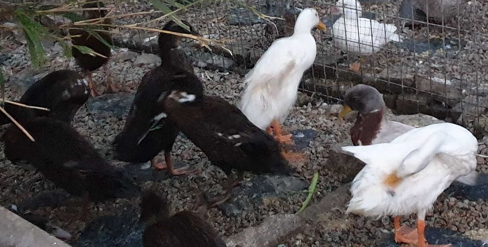 Patos galinhas perus gansos