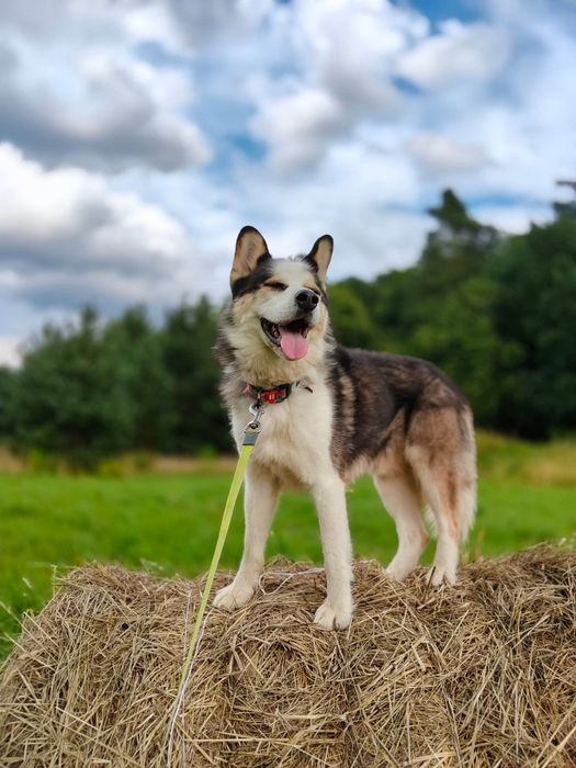 Piorun w typie Husky do adopcji!