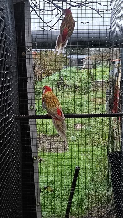 Ring neks reprodutores