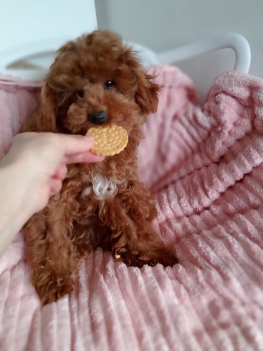 Мальтіпу F2 дівчинка