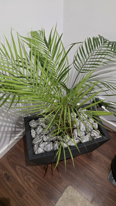 Palmeira Areca - Planta interior