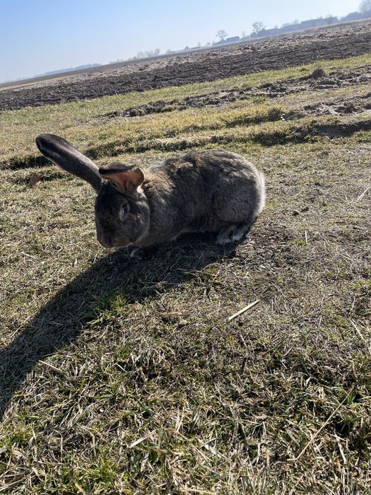 Olbrzymy belgijskie szare