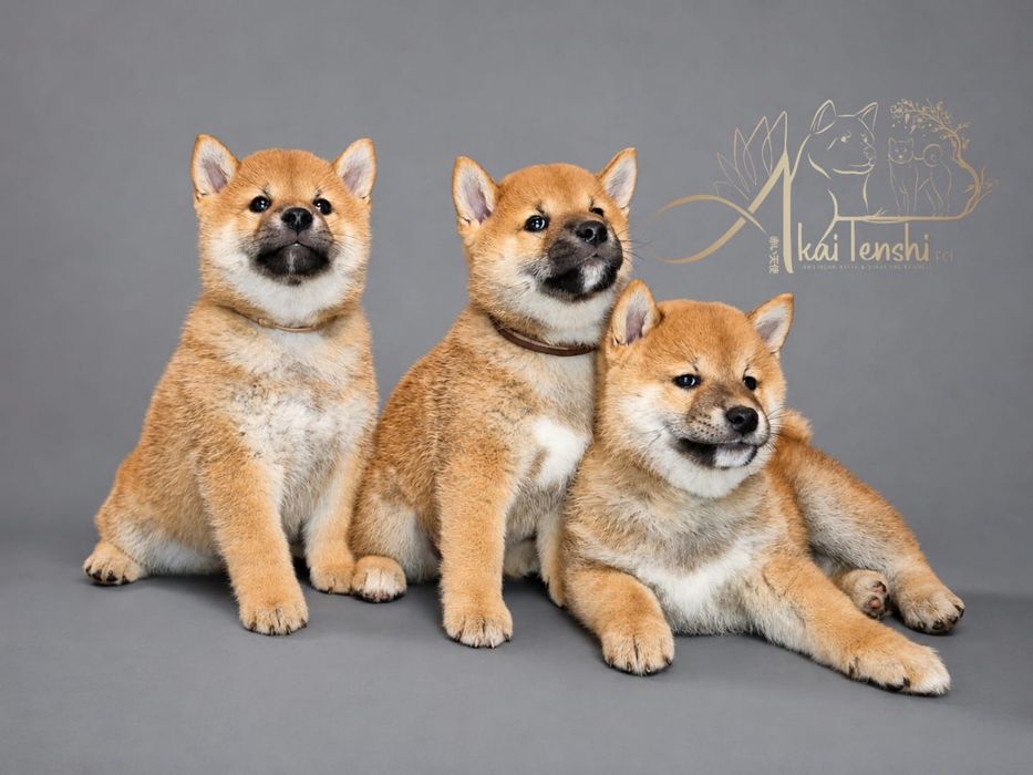 Pikaru śliczny szczeniak Shiba Inu