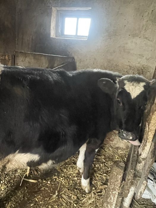 Продаємо теличку 1 рік