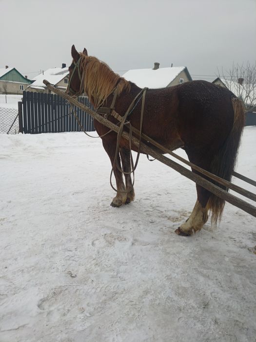 Продам кобилу 6 років