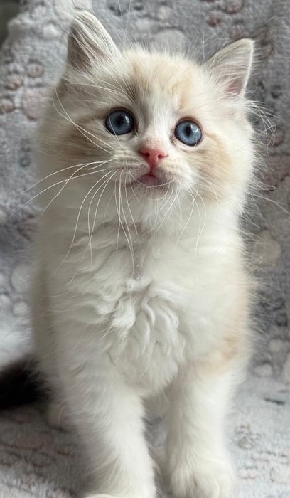 Ragdoll śliczny kocurek