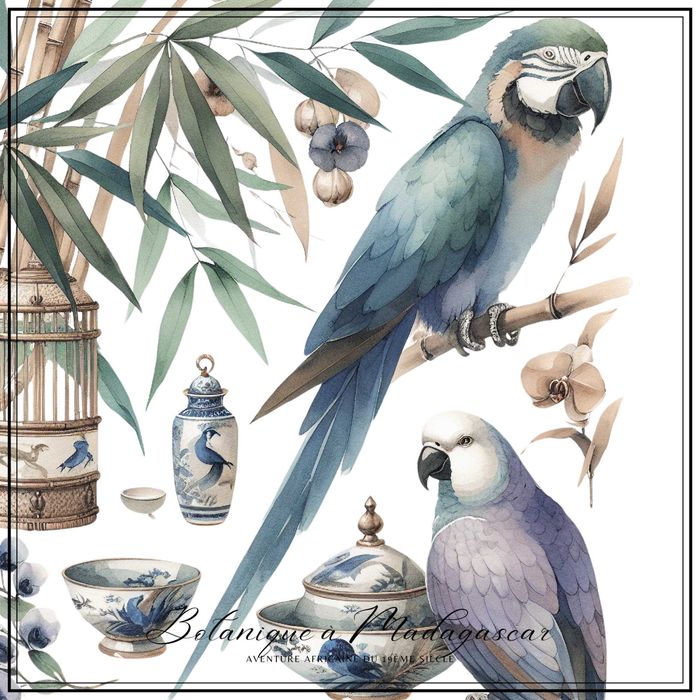 Grafika z kolekcji "Botanique a Madagascar" - Afryka XIX wieku