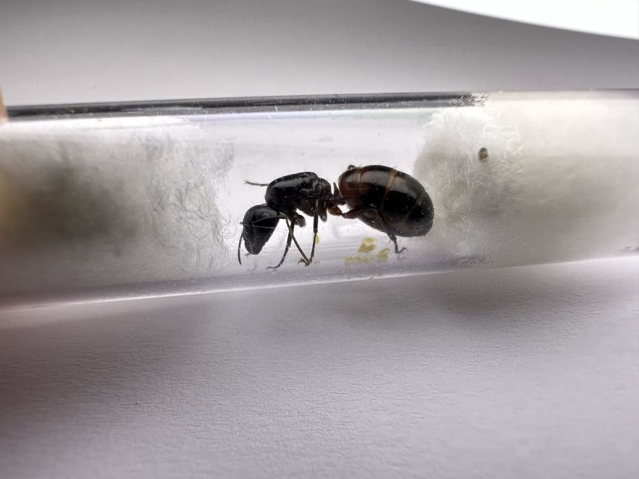 Camponotus ligniperda - mrówki do formikarium - królowa z potomstwem