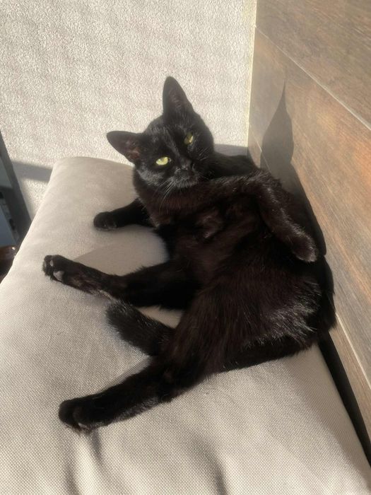 Przesłodka, miziasta kotunia poleca się do adopcji:p