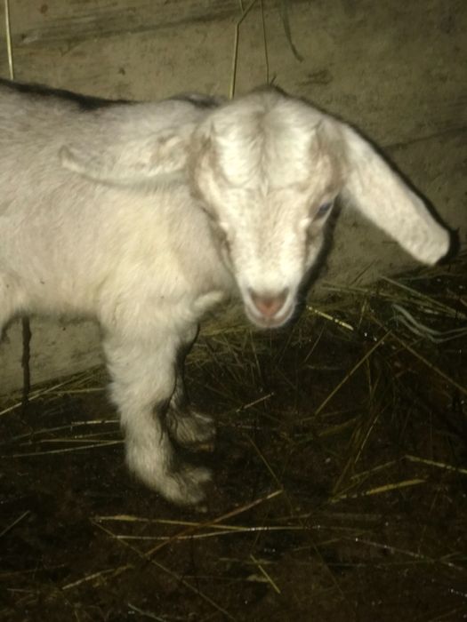 Продам козлички ціна за двох 3000 одній 4 місяці а одній неділя