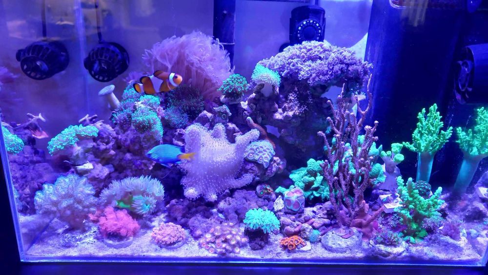 Red Sea ReefLED 50