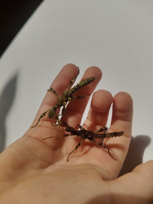 Straszyk rogaty Straszyk rogaty [Aretaon asperrimus]