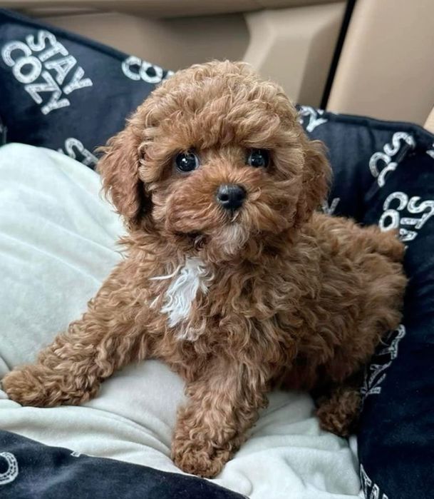 Мініатюрні той-пуделі для сучасного життя