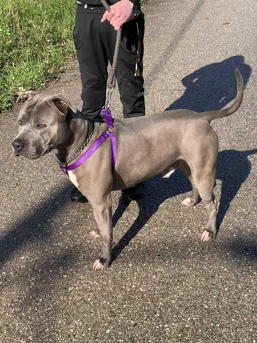 American Staff Macho