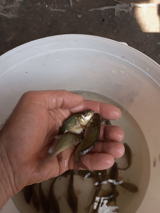 Karp narybek zarybieniowy