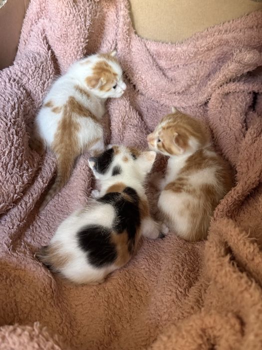 3 Gatinhos Bebé para Reserva – Adoção Responsável