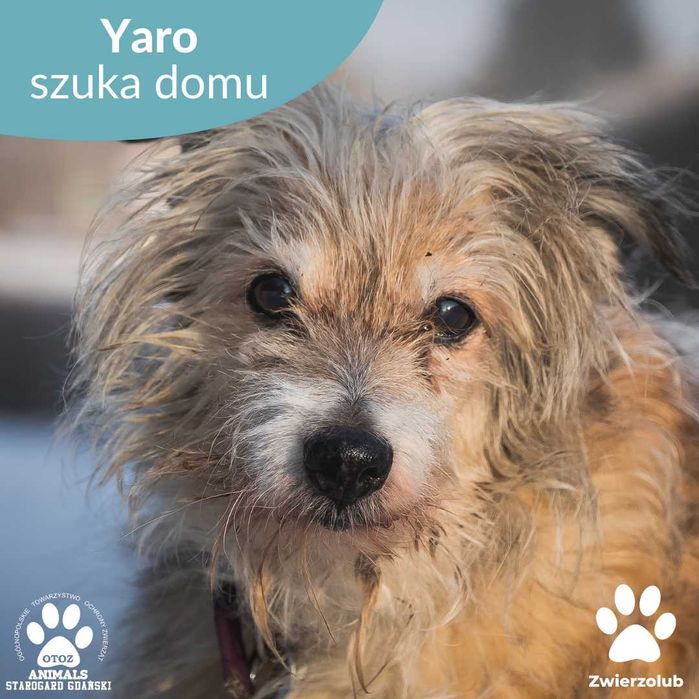 Starszy, kochany Yaro szuka domu.