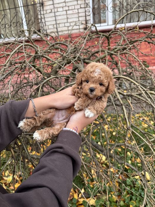 Мальтіпу Ф1/Ф2 (мікро, міні, стандарт)