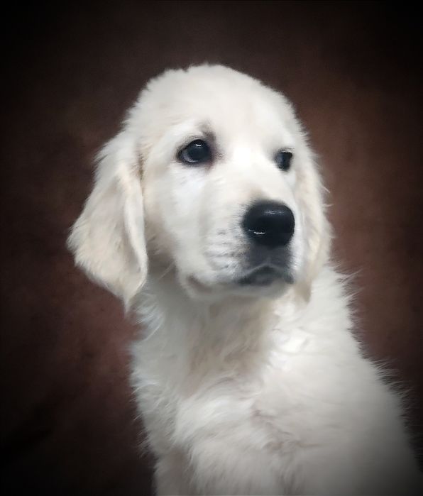 Pies golden retriever