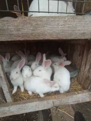 Króliki Termondzkie