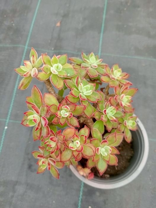 Suculentas disponíveis