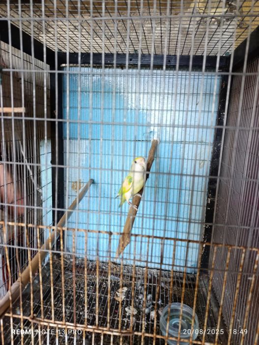 Agapórnis agapone macho