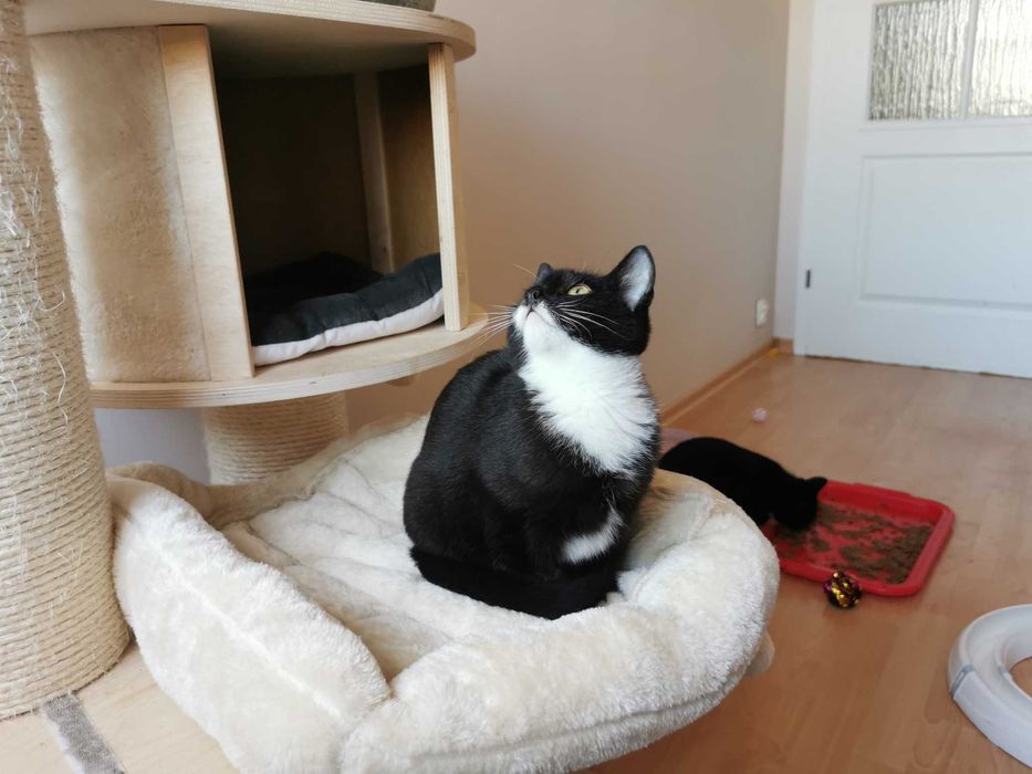 Słodka koteczka do adopcji - Bajaderka