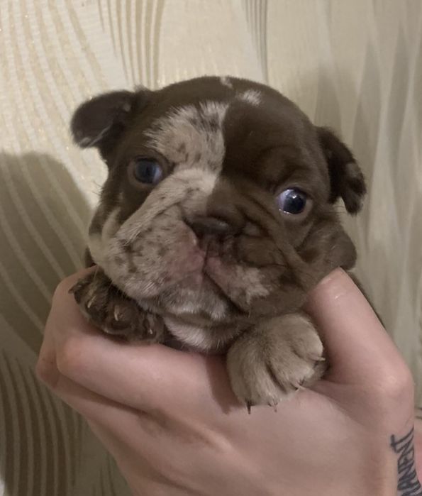 Чарівна Ізабелка