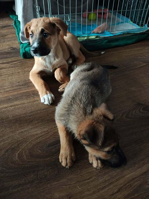 Szczeniaki do adopcji