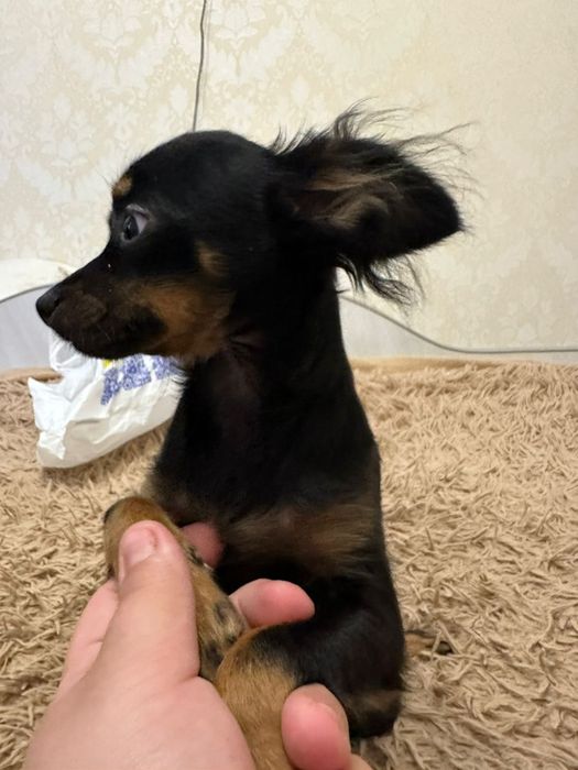 Продам цуценя той терьєра