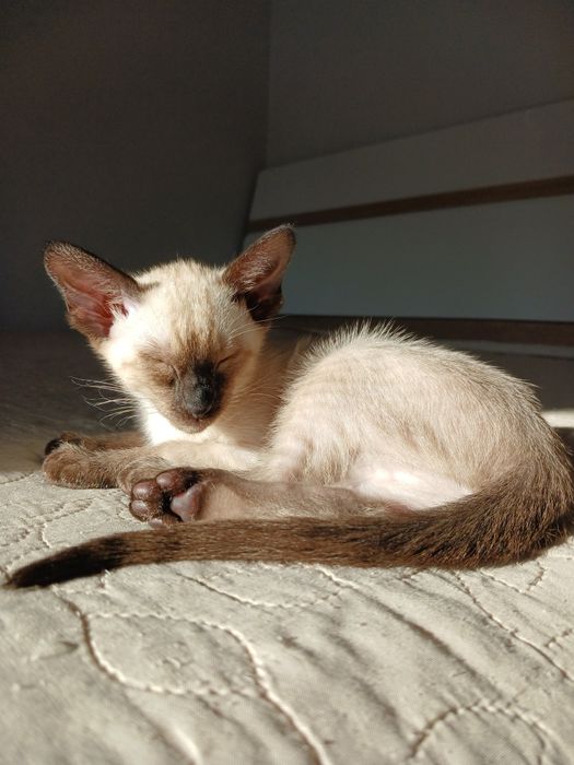 Сіамо-орієнтальна дівчинка