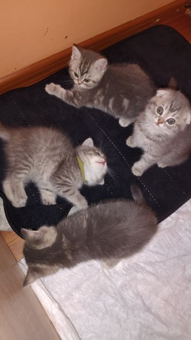 Котята шотландские