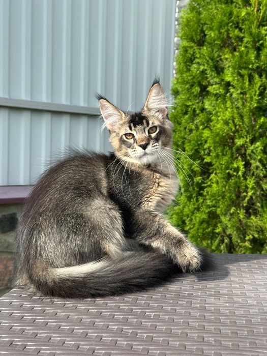 Iceberg-Kocurek Maine Coon