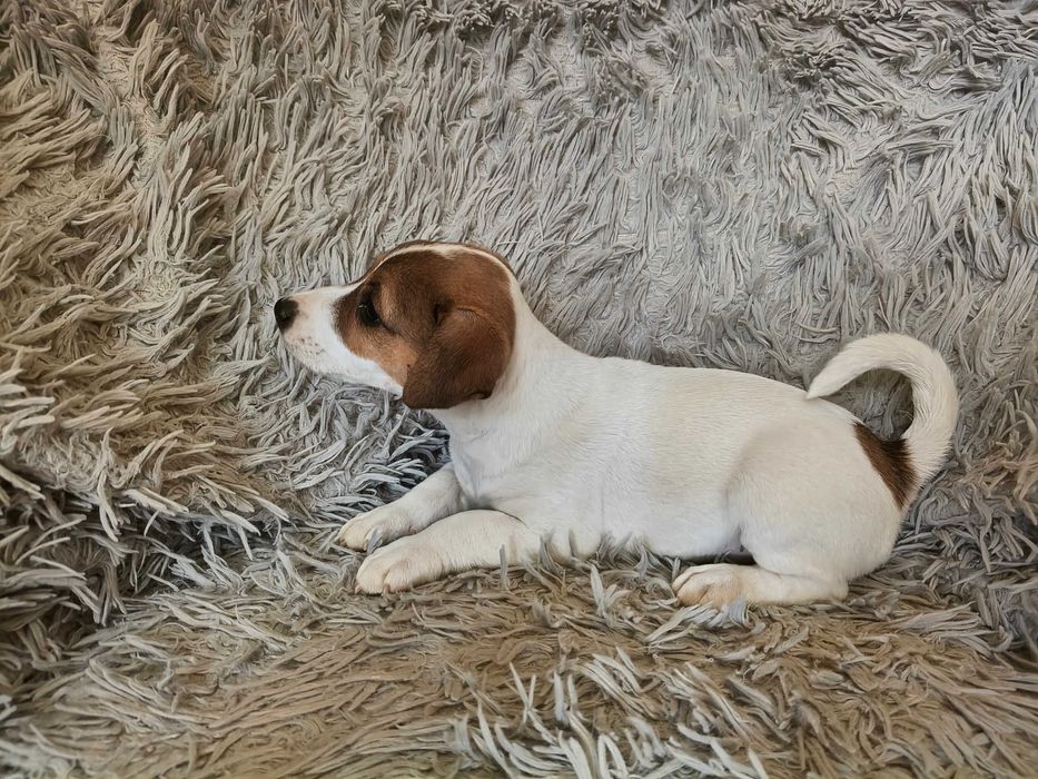 Jack Russell Terrier Suczka