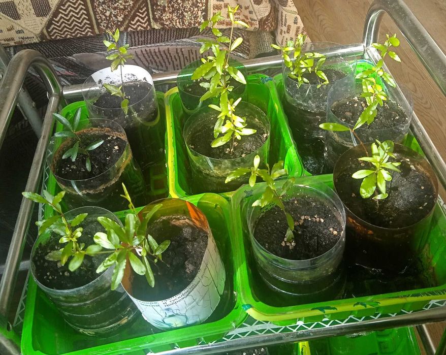 Саджанці граната кімнатного від 55 грн.(без врахування комісії)