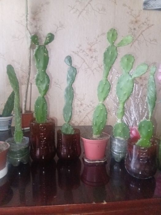 Продам цветы в горшках