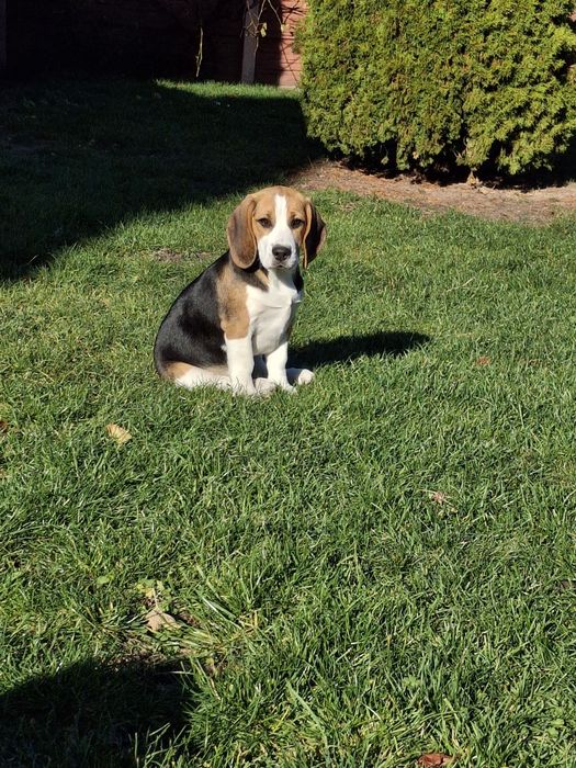 Beagle suczka rodowód