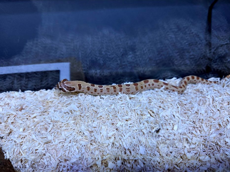 Wąż Heterodon nasicus – Pastel Anaconda SAMICA
