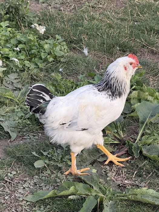 Trzy koguty na sprzedania