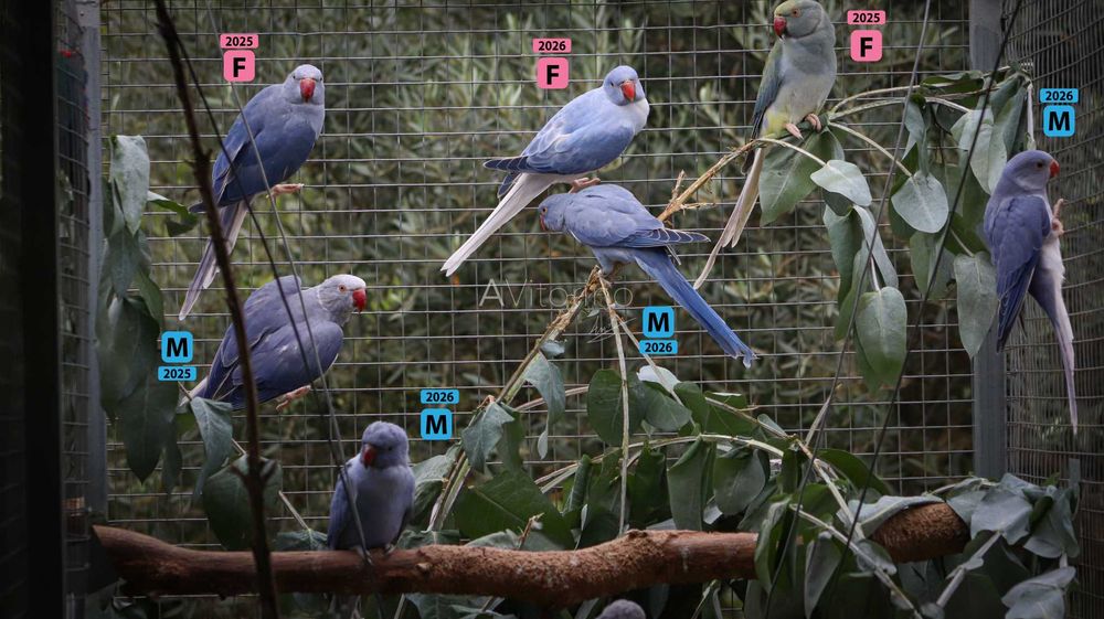 Ringnecks Violetas, Opalinos, CC's (Cleartail),  2025-2026 Ring Neck