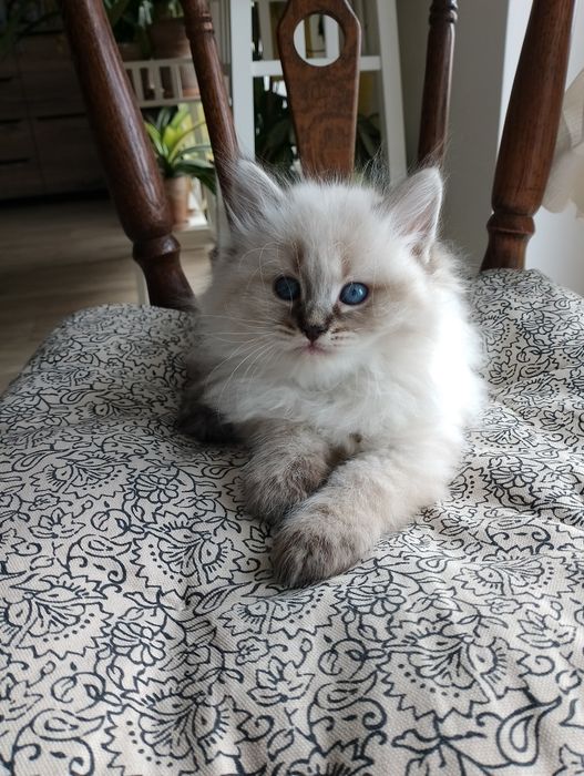 Neva Masquerade kocurek Etten Nenufar*PL