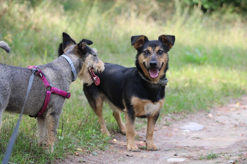 Mieszko pies adopcja schronisko