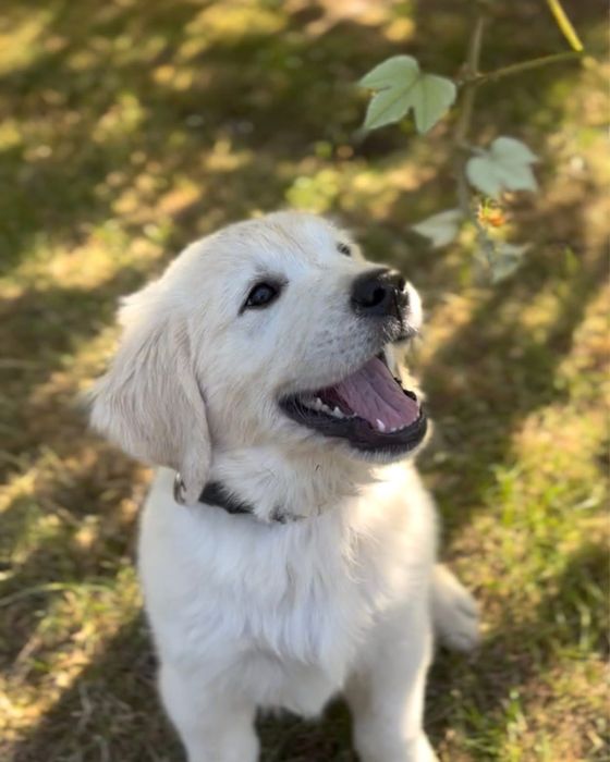 Golden Retriever ZKwP/FCI gotowe do odbioru