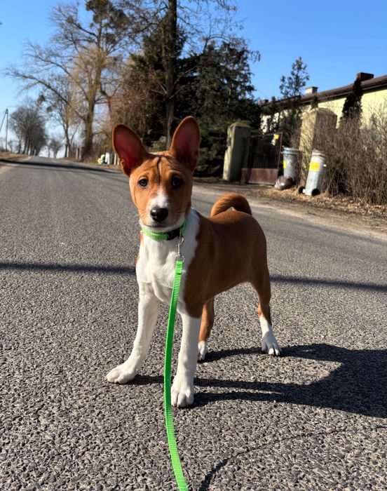 Szczeniak Basenji FCI