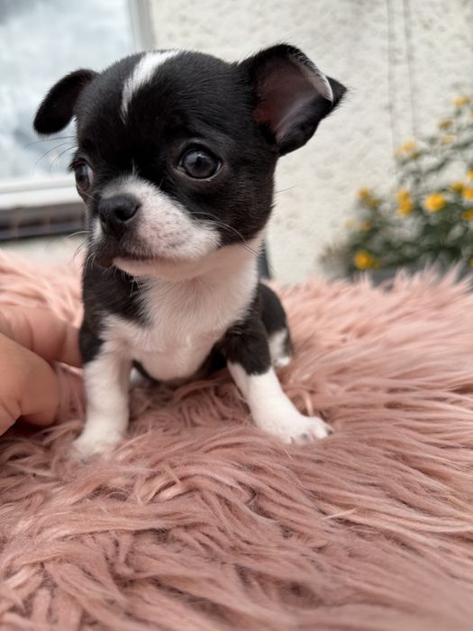 Chihuahua sunia Dodi krótkowłosa pieknosc